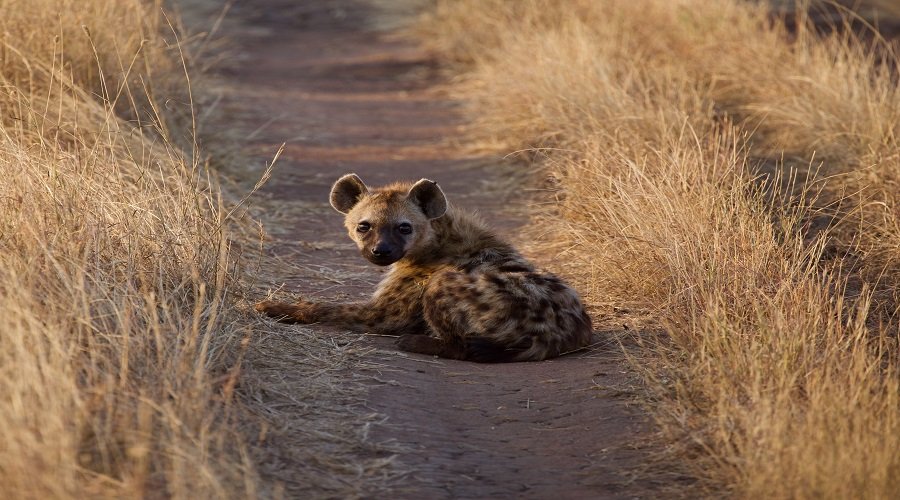 South Africa vs. East Africa Safari: Which One to Choose?